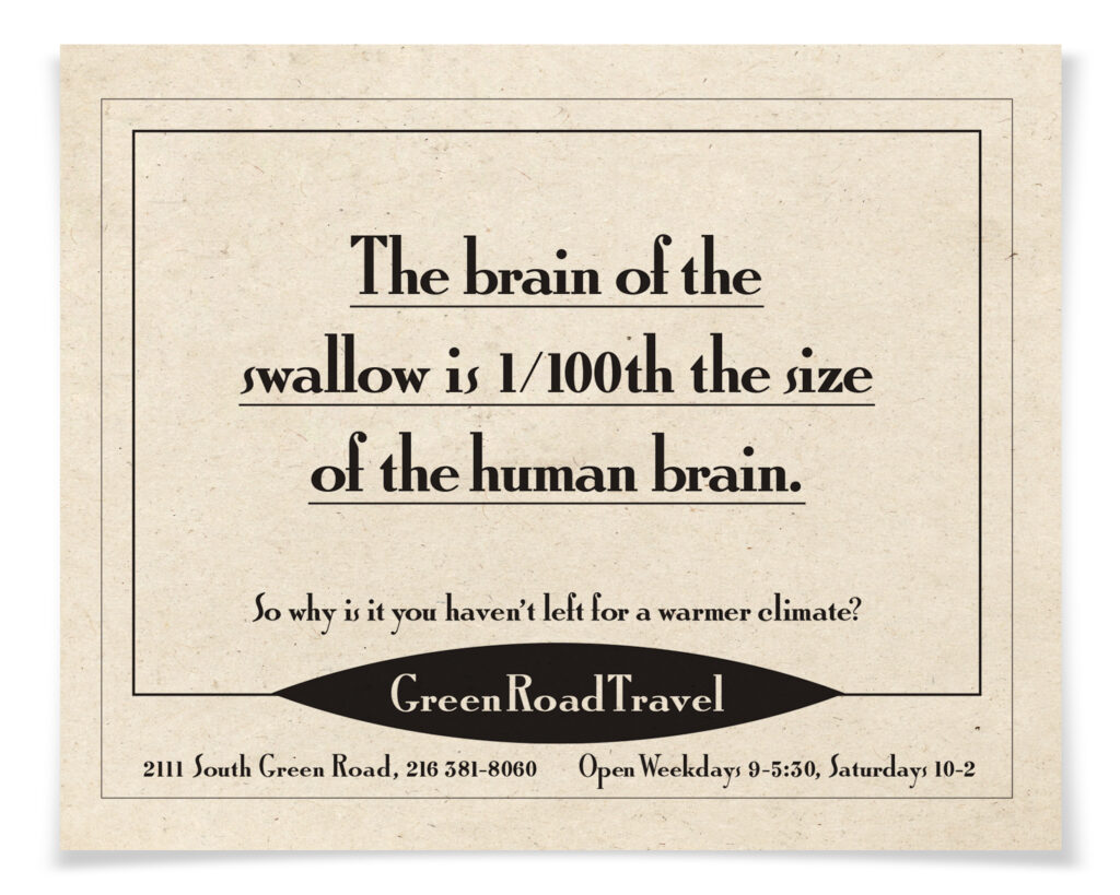 The brain of the swallow is 1/100th the size of the human brain.